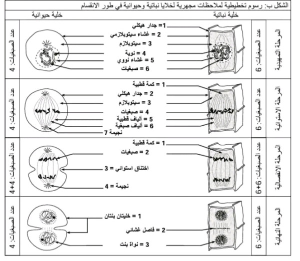 شرح ملخص مراحل الانقسام الخيطي المتساوي