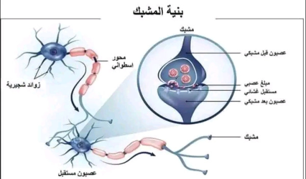 أنجز رسما تخطيطيا توضح فيه آلية انتقال الرسالة العصبية على مستوى المشابك