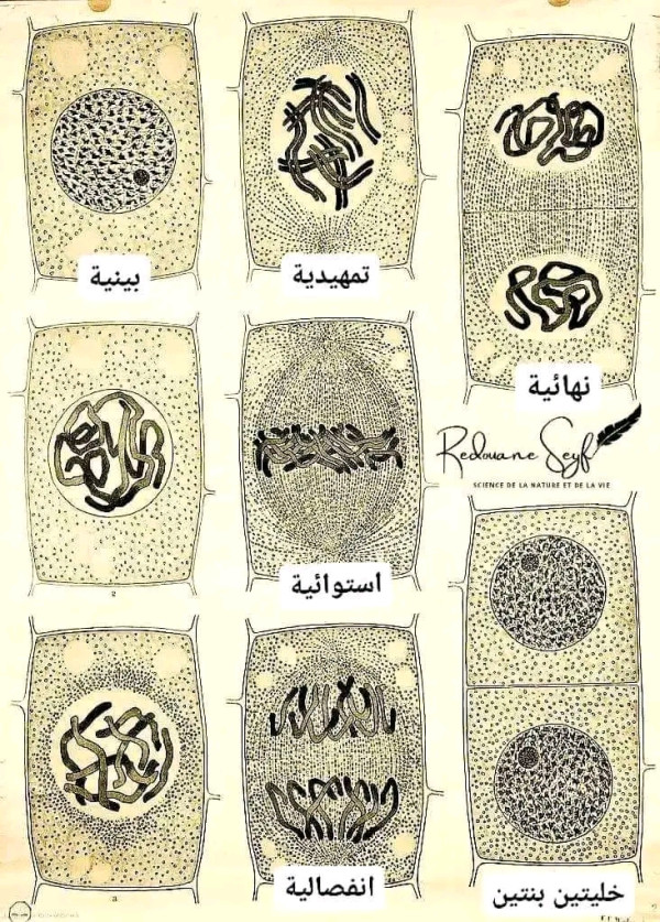 شرح ملخص مراحل الانقسام الخيطي المتساوي
