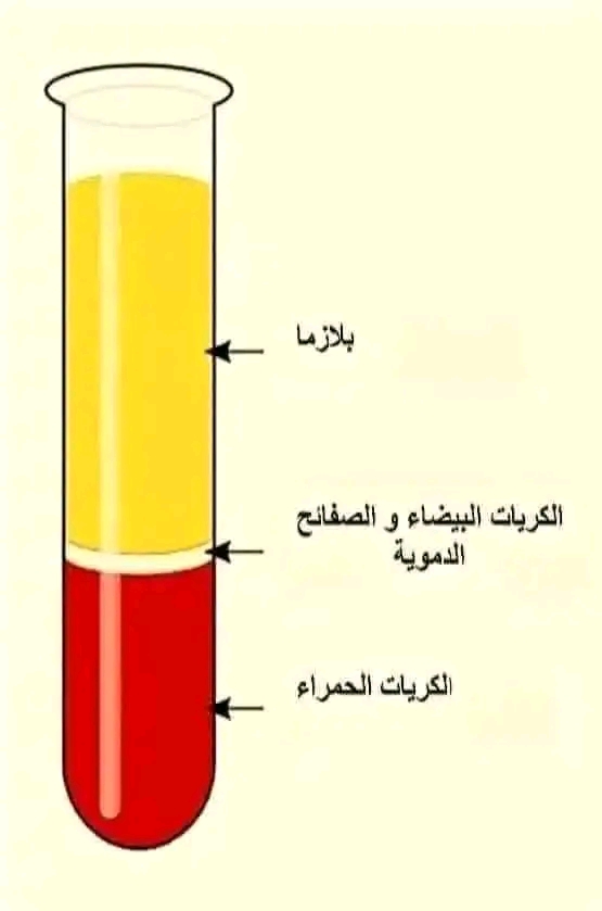الرسومات المطلوبة للمقطع الأول التغذية عند الإنسان للسنة الرابعة متوسط بيام 2024 2025