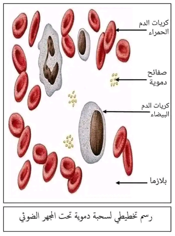 الرسومات المطلوبة للمقطع الأول التغذية عند الإنسان للسنة الرابعة متوسط بيام 2024 2025