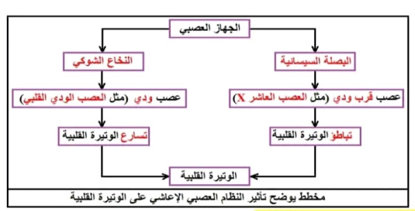 نص علمي لشرح الية تنبيه المراكز العصبية للتنسيق بين الوتيرتين القلبية و التنفسية اثناء الجهد العضلي