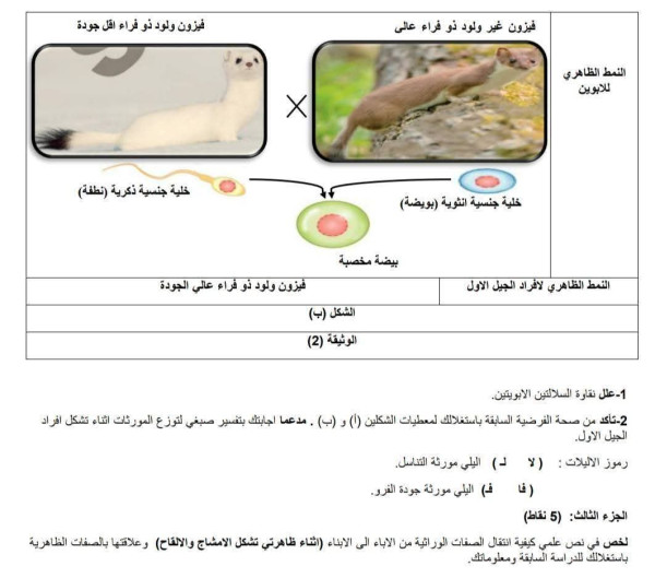 نموذج اختبار العلوم الطبيعية أولى ثانوي مع الحل تمرين عن الفيزون للتحضير لإختبار الفصل الثاني. السنة الأولى ثانوي مع الحل