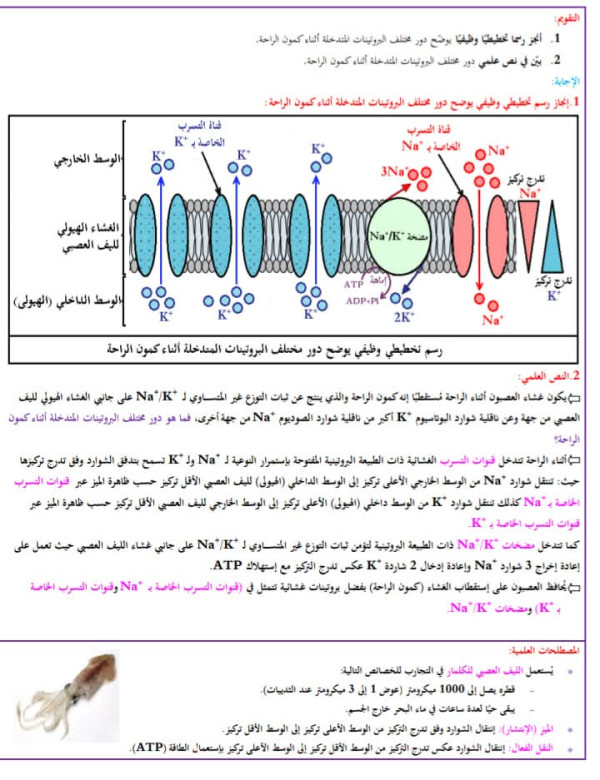 نص علمي كمون الراحة رسم تخطيطي يوضح دور البروتينات أثناء كمون الراحة