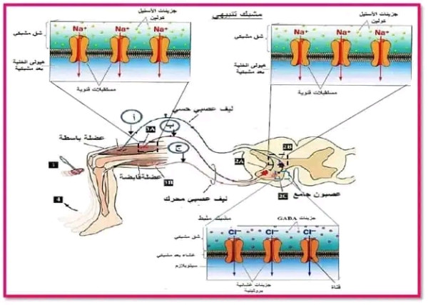 أنجز رسما تخطيطيا توضح فيه آلية انتقال الرسالة العصبية على مستوى المشابك