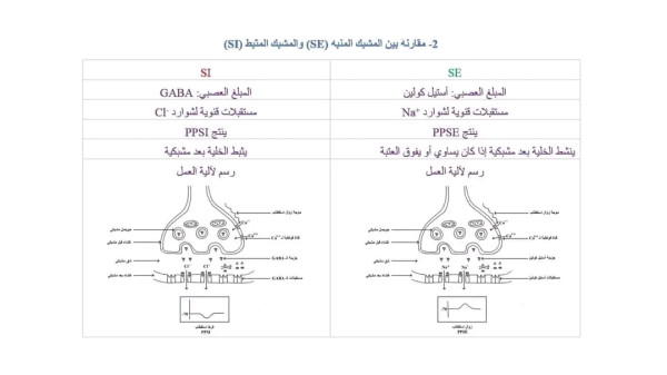 مقارنة بين المشبك المنبه (SE) والمشبك المثبط (SI). ما الفرق بين المشبك المنبه (SE) والمشبك المثبط (SI)