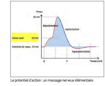 ملخص كمون العمل والكمون بعد مشبكي