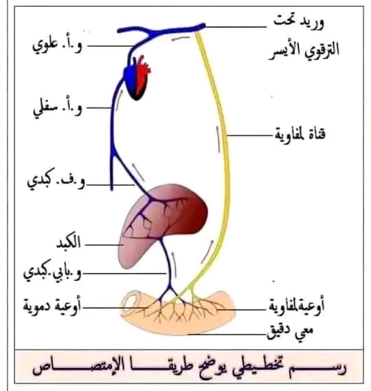رسم تخطيطي طريقة الامتصاص الرسومات المطلوبة للمقطع الأول التغذية عند الإنسان للسنة الرابعة متوسط بيام 2024 2025