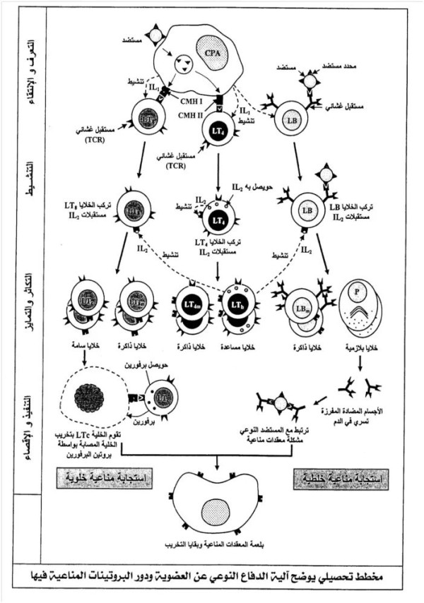 نص علمي حول مراحل الاستجابة النوعية الخلطية و الخلوية و دور البروتينات المناعيه فيها + مخطط تحصيلي