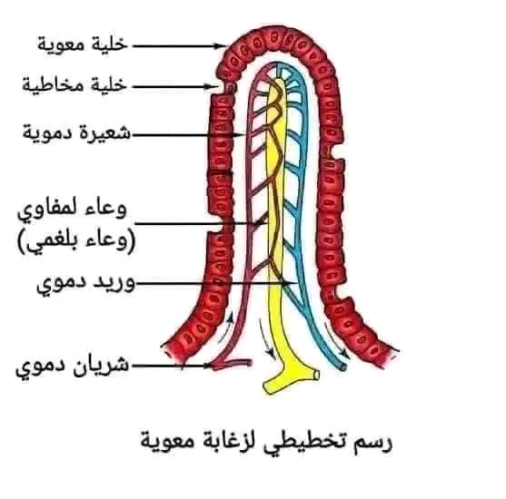 رسم تخطيطي يوضح الزغابة المعويةالرسومات المطلوبة للمقطع الأول التغذية عند الإنسان للسنة الرابعة متوسط بيام 2024 2025