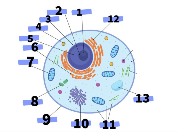 رسم تخطيطي لخلية حيوانية كمثال للتدرب على وضع البيانات للسنة الثانية ثانوي علوم تجريبية. السنة الثانية ثانوي