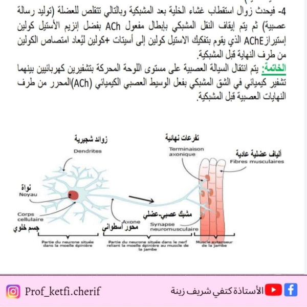 نص علمي حول آلية النقل المشبكي على مستوى اللوحة المحركة PM